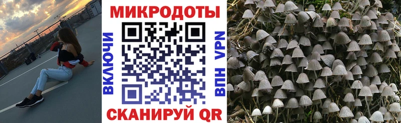Псилоцибиновые грибы Psilocybe  Купить закладки  Сокол 